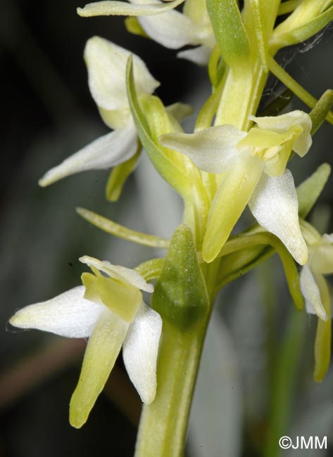 Platanthera bifolia var. robusta