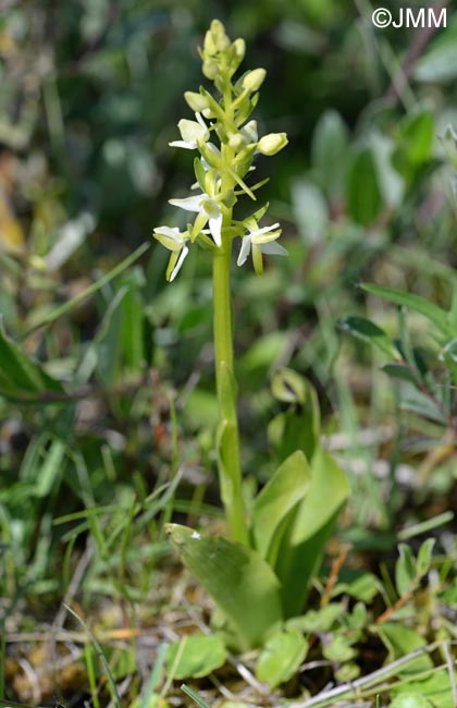 Platanthera bifolia var. robusta