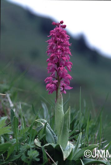 Orchis mascula subsp. acutiflora