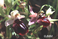 Ophrys ferrum-equinum