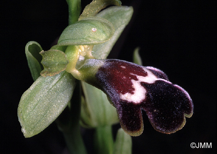 Ophrys algarvensis 