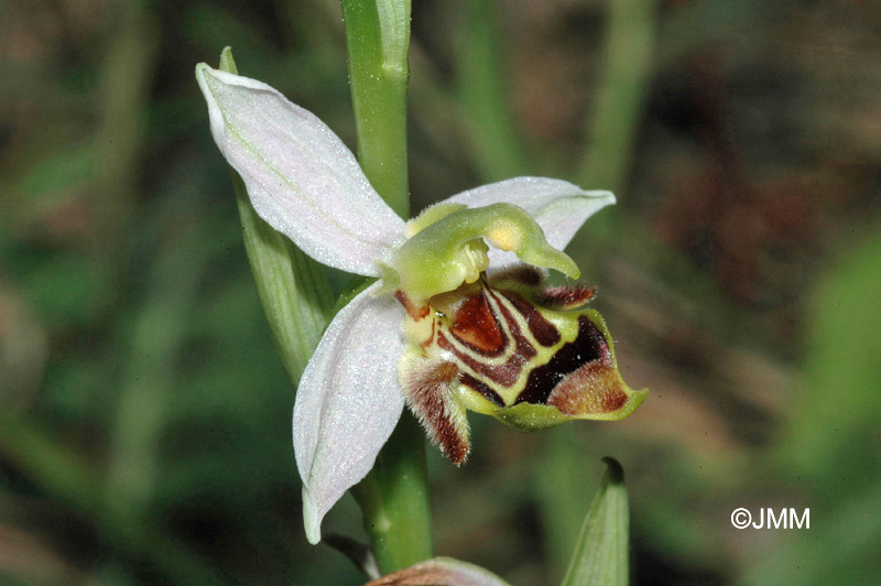 Ophrys apifera f. curviflora