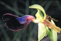 Ophrys atlantica