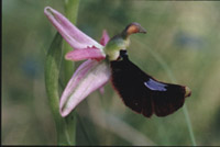 Ophrys aurelia