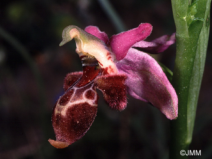 Ophrys delphinensis