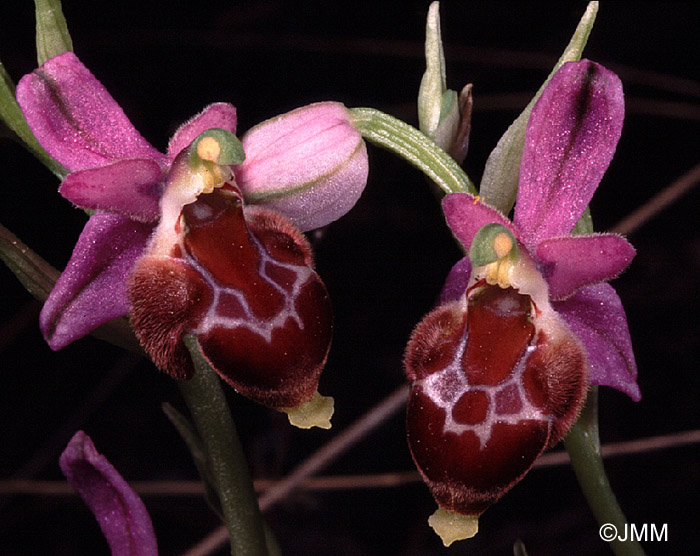 Ophrys delphinensis