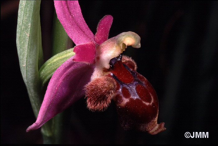 Ophrys delphinensis