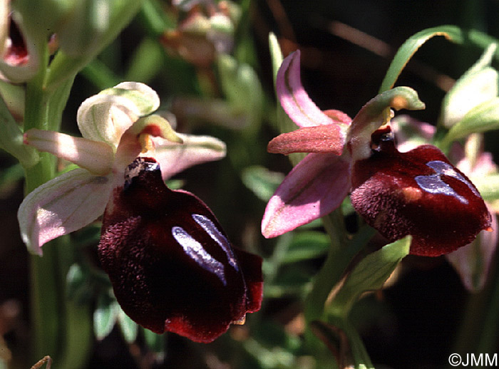 Ophrys ferrum-equinum