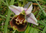 Ophrys fuciflora