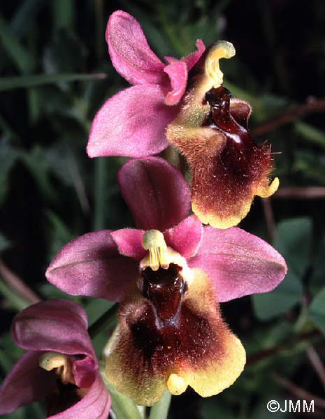 Ophrys grandiflora