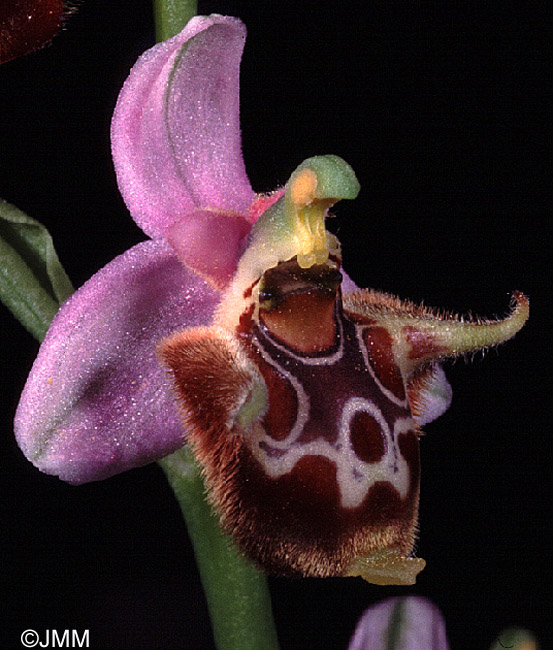 Ophrys lacaena 