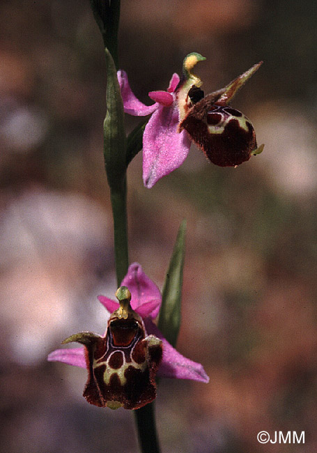 Ophrys lacaena 