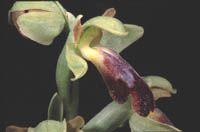 Ophrys lupercalis