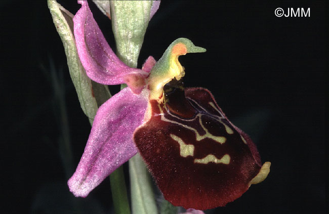 Ophrys lyciensis