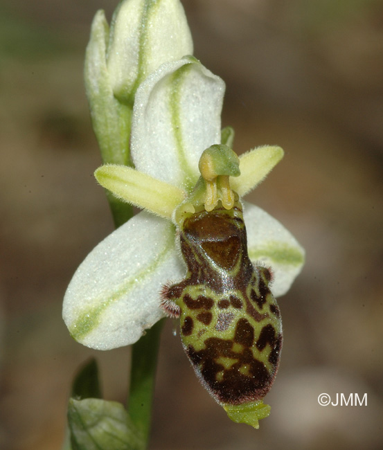 Ophrys philippi 