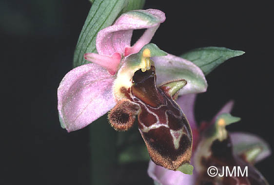 Ophrys scolopax