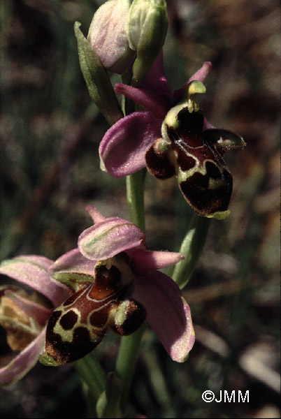 Ophrys scolopax