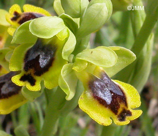 Ophrys sicula