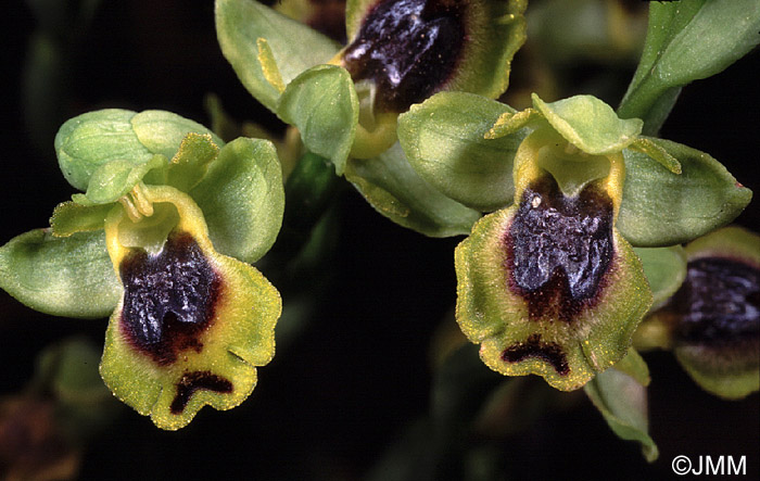 Ophrys sicula