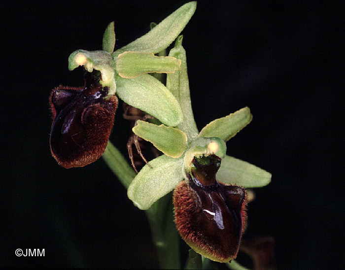 Ophrys sphegodes 