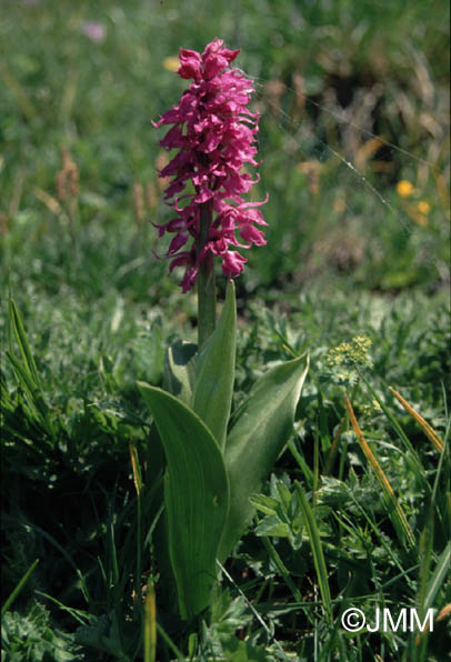 Orchis mascula subsp. acutiflora