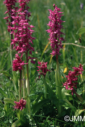 Orchis mascula subsp. acutiflora