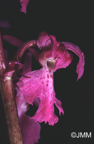 Orchis mascula subsp. acutiflora