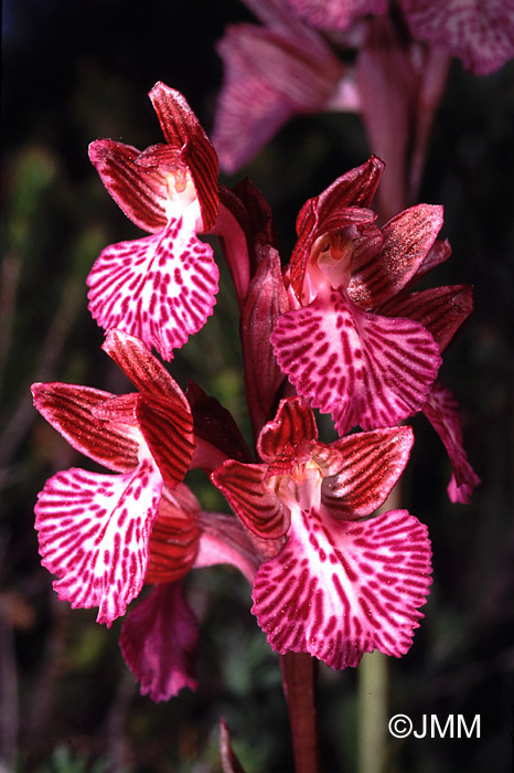 Orchis papilionacea var. papilionacea f. decipiens