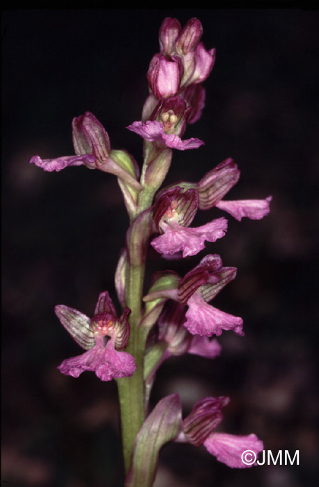Orchis papilionacea subsp. palaestina