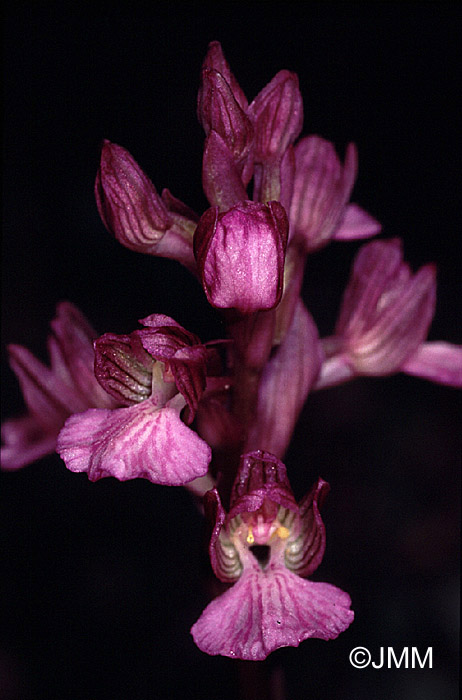 Orchis papilionacea subsp. palaestina