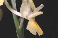 Orchis pauciflora