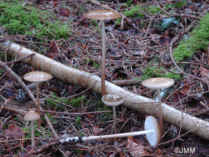 Xerula radicata = Oudemansiella radicata = Hymenopellis radicata