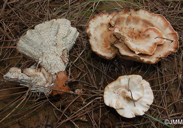 Abortiporus biennis