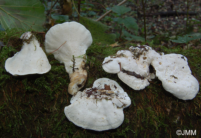 Abortiporus fractipes