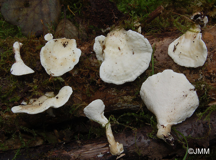 Abortiporus fractipes