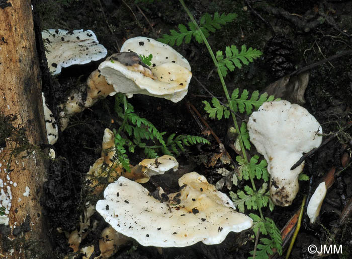 Abortiporus fractipes