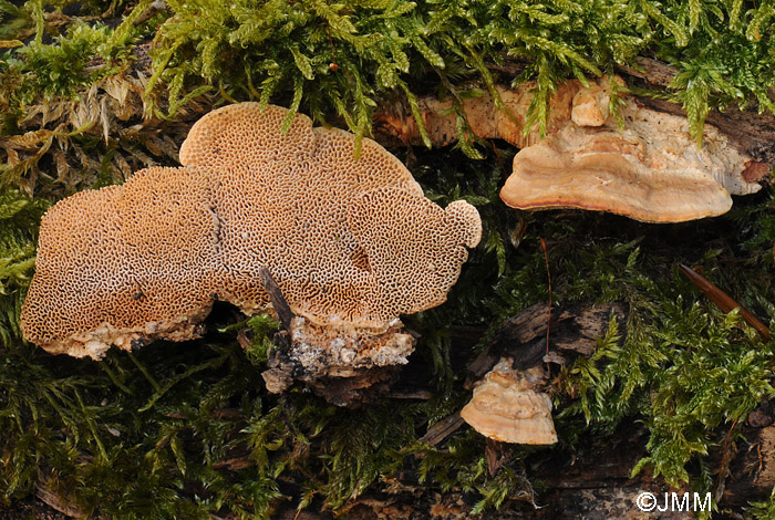 Antrodia malicola