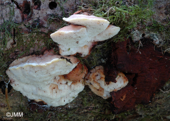 Antrodiella hoehnelii sur Inonotus radiatus