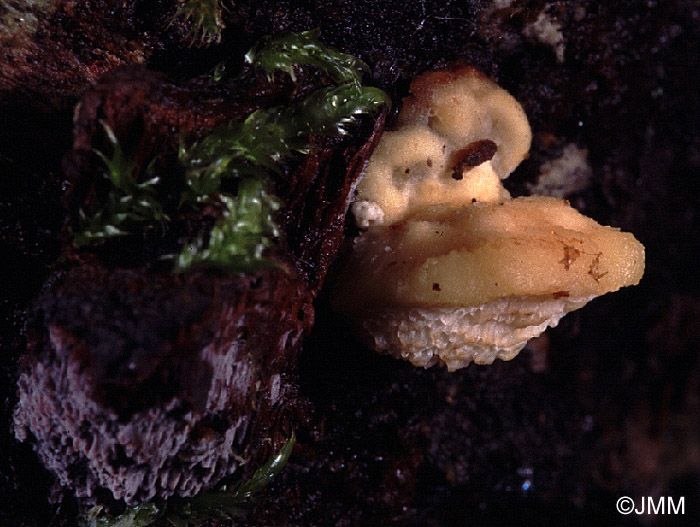 Antrodiella hoehnelii sur Inonotus radiatus