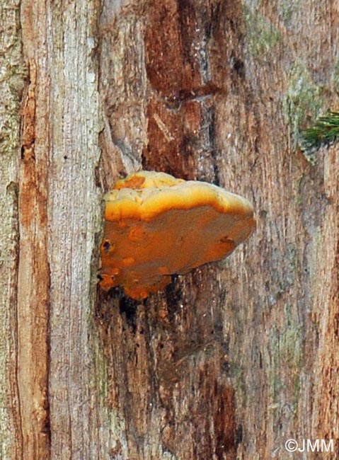 Aurantiporus croceus = Hapalopilus croceus