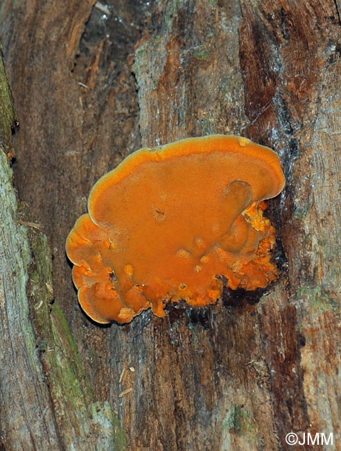 Aurantiporus croceus = Hapalopilus croceus