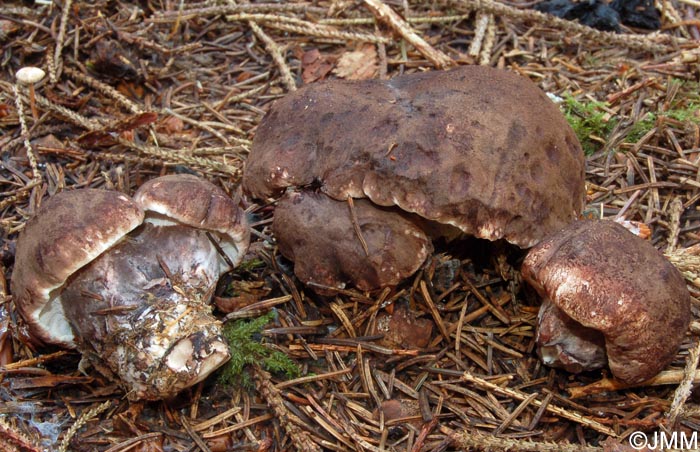 Boletopsis leucomelaena