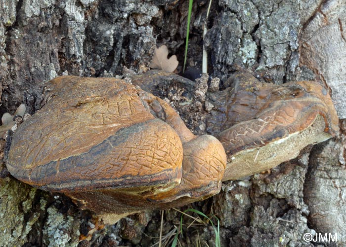 Buglossoporus quercinus = Piptoporus quercinus