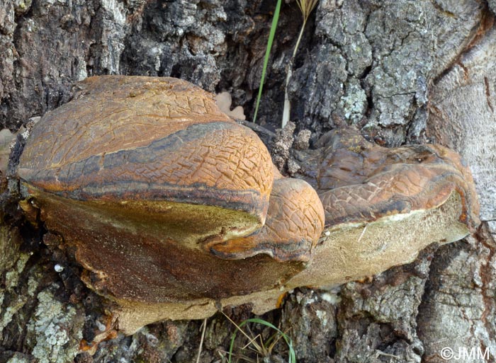 Buglossoporus quercinus = Piptoporus quercinus