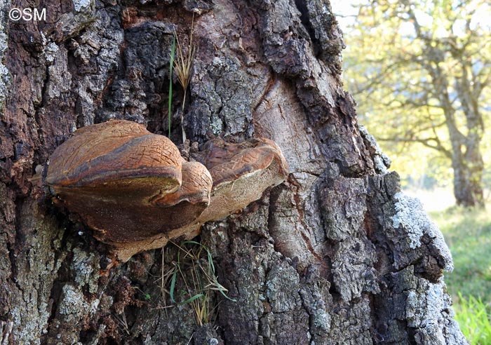 Buglossoporus quercinus = Piptoporus quercinus