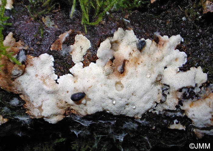 Ceriporiopsis mucida = Porpomyces mucidus