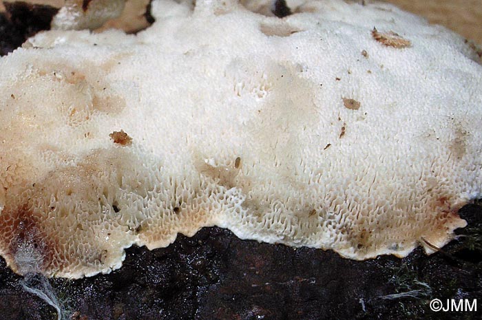 Ceriporiopsis mucida = Porpomyces mucidus