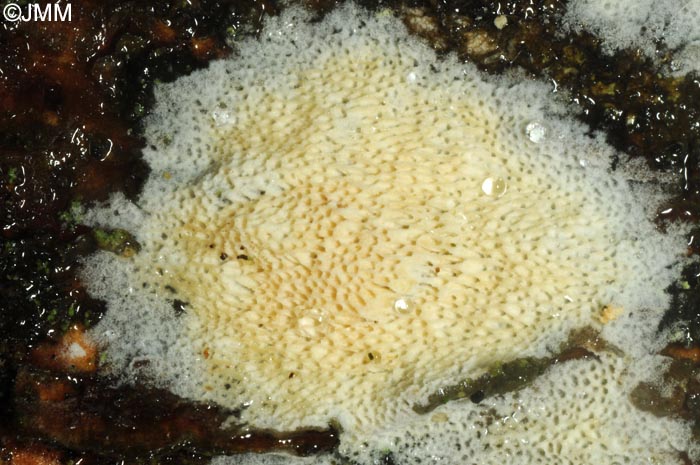 Ceriporiopsis mucida = Porpomyces mucidus