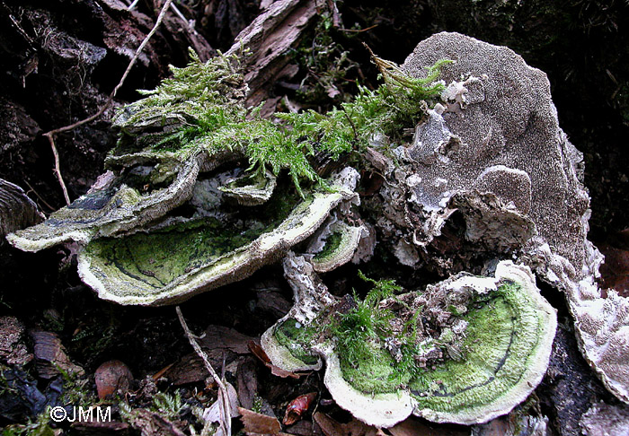 Cerrena unicolor