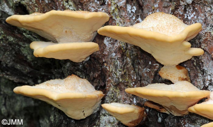 Climacocystis borealis